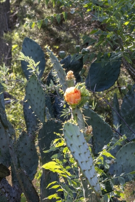 Prickly Pear Cactus May 2025